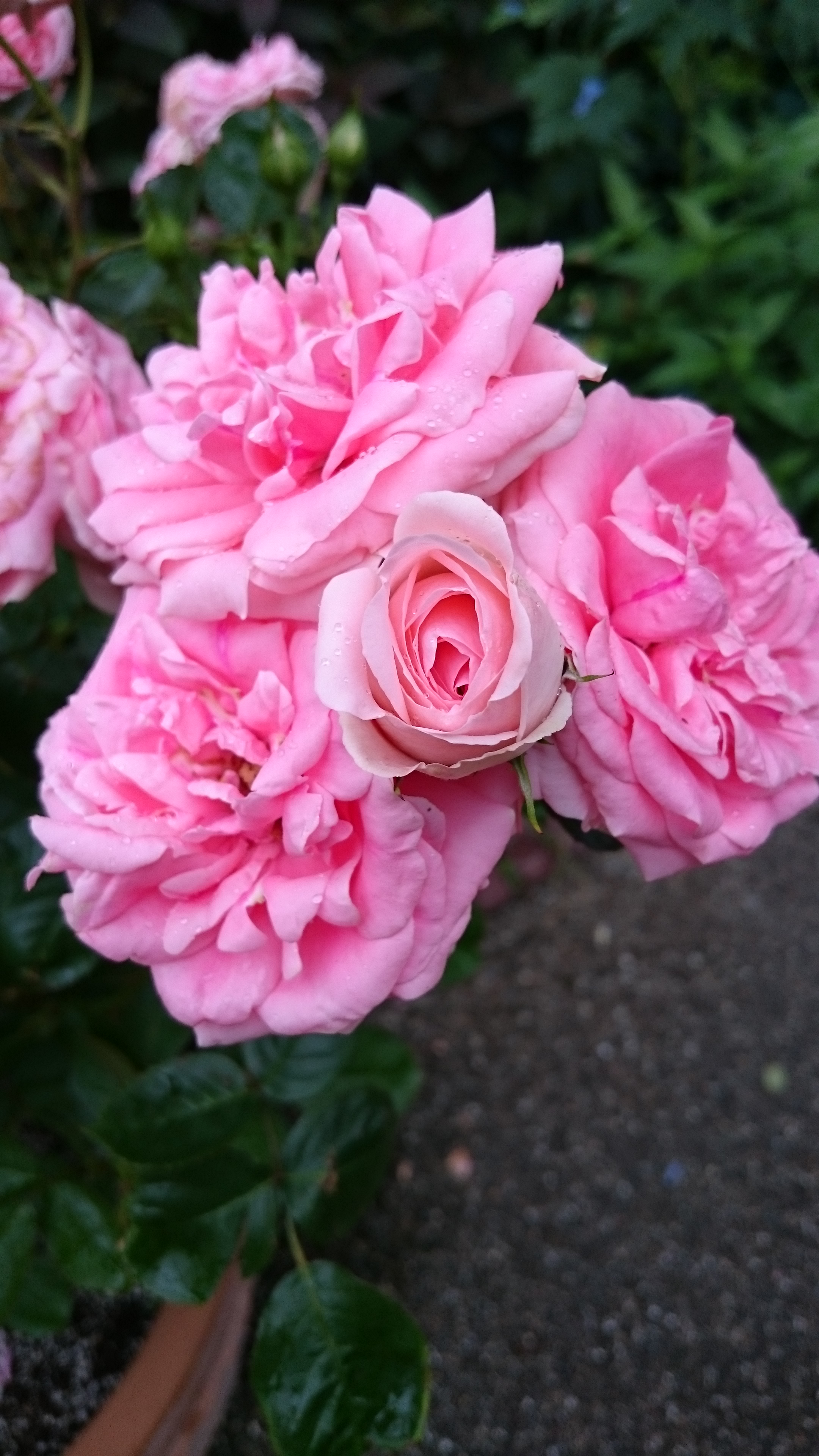 DSC_0313.JPG