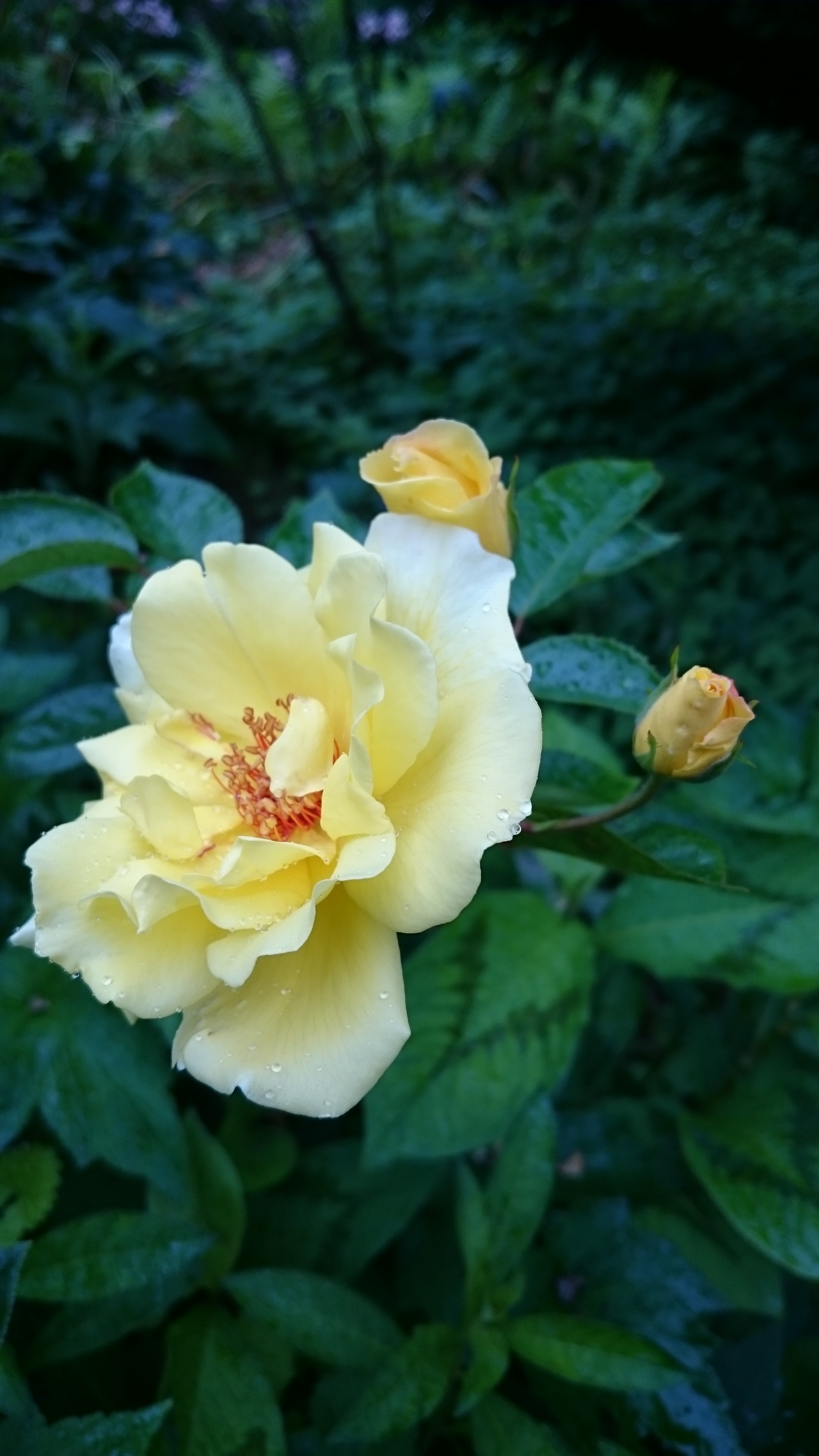 DSC_0314.JPG