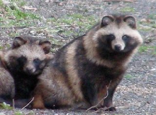 この動物は Tamayaスタッフブログ